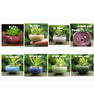 Mini Round Juicy Plants Flowers Vase